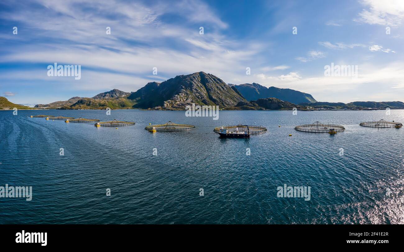 La pêche du saumon d'élevage en Norvège. La Norvège est le plus gros producteur de saumon d'élevage dans le monde, avec plus d'un million de tonnes produites chaque année. Banque D'Images