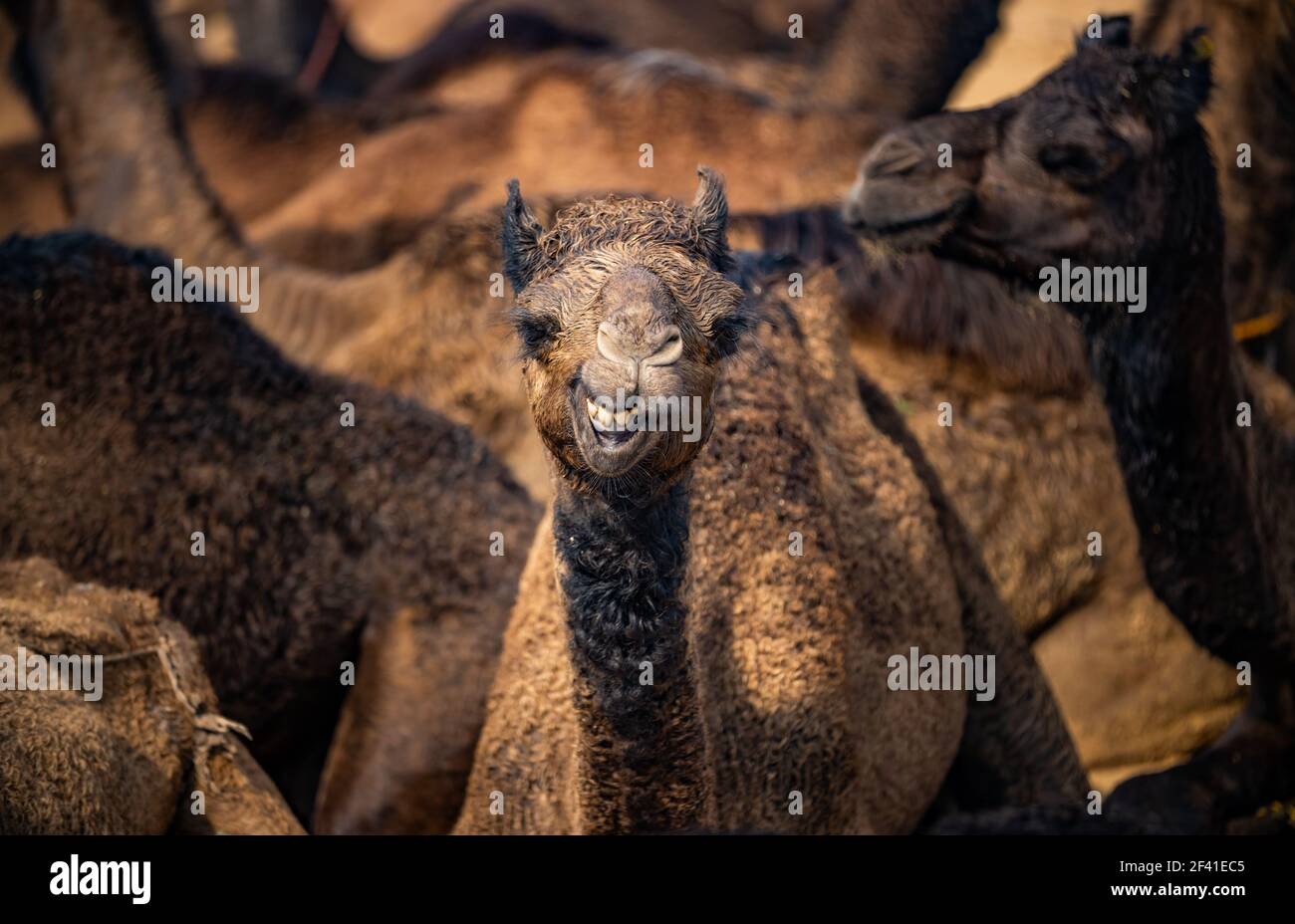 Camels à la Foire de Pushkar, également appelé la Foire de Camel de Pushkar ou localement comme Kartik Mela est une foire annuelle de l'élevage de plusieurs jours et culturel tenue dans la ville de Pushkar Rajasthan, en Inde. Banque D'Images
