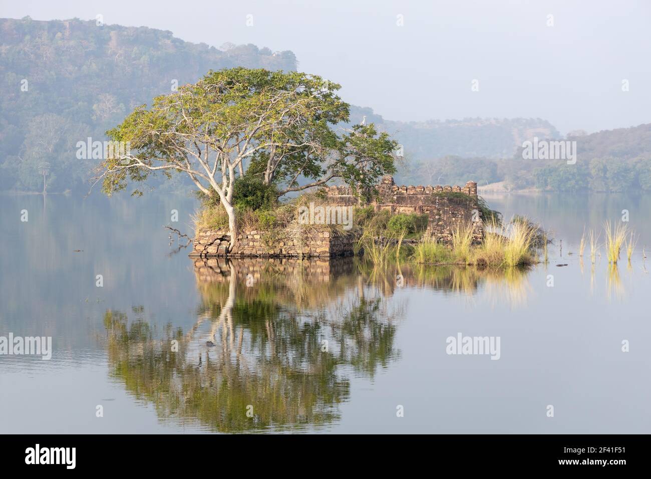 Jungle Inde. Parc National De Ranthambore Rajasthan Inde. Belle nature de l'Inde Banque D'Images