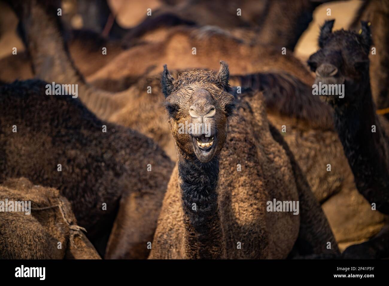 Camels à la Foire de Pushkar, également appelé la Foire de Camel de Pushkar ou localement comme Kartik Mela est une foire annuelle de l'élevage de plusieurs jours et culturel tenue dans la ville de Pushkar Rajasthan, en Inde. Banque D'Images