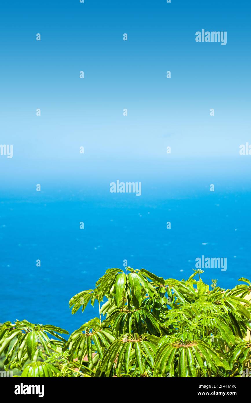 Flore tropicale, chaleur de l'été, la mer Banque D'Images