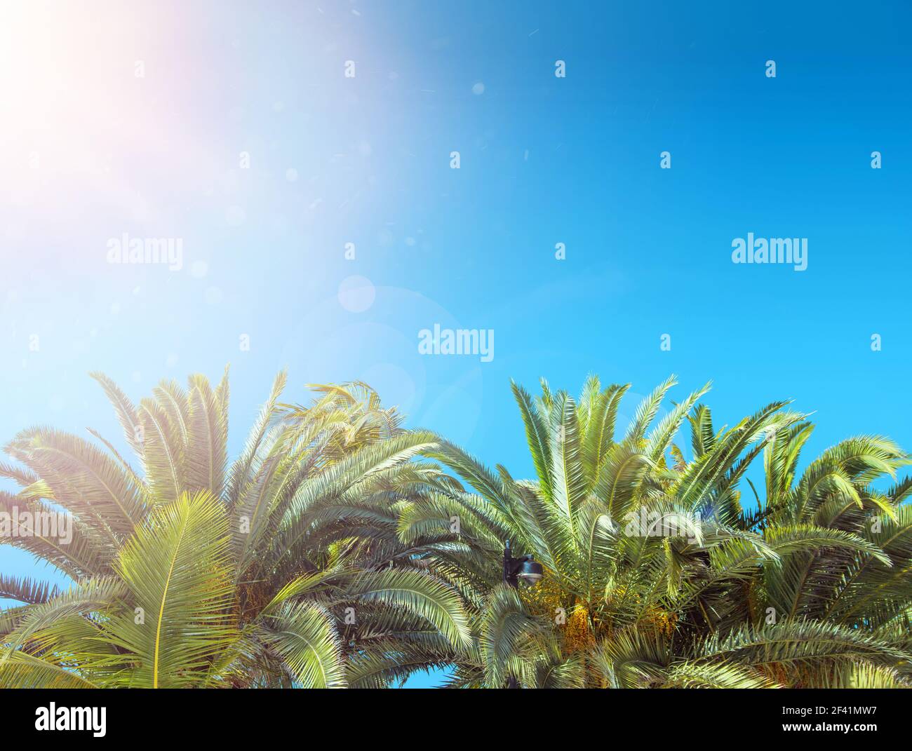 Au cours de l'arbre tropical plam, ciel bleu clair Banque D'Images