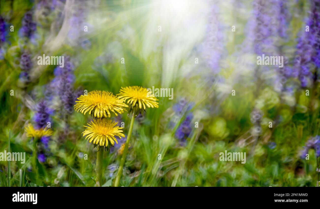 fleur de pissenlit sur la prairie de printemps verte. Fleurs violettes lumineuses et floues sur fond avec bokeh léger et faible profondeur de champ. Gros plan avec espace Banque D'Images