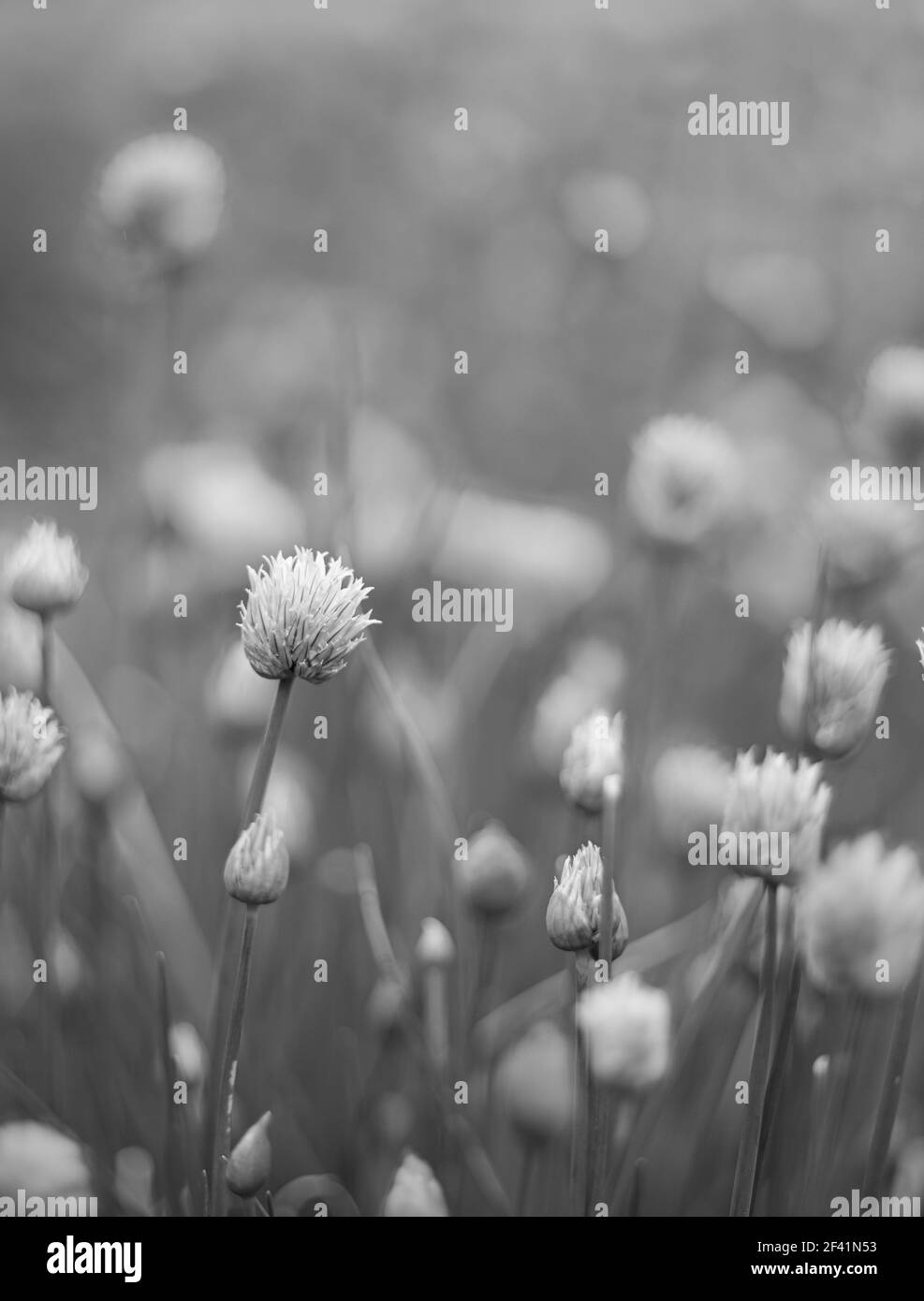 Allium plante d'oignon violet en fleur. Arrière-plan de la nature. Photo en noir et blanc. Banque D'Images