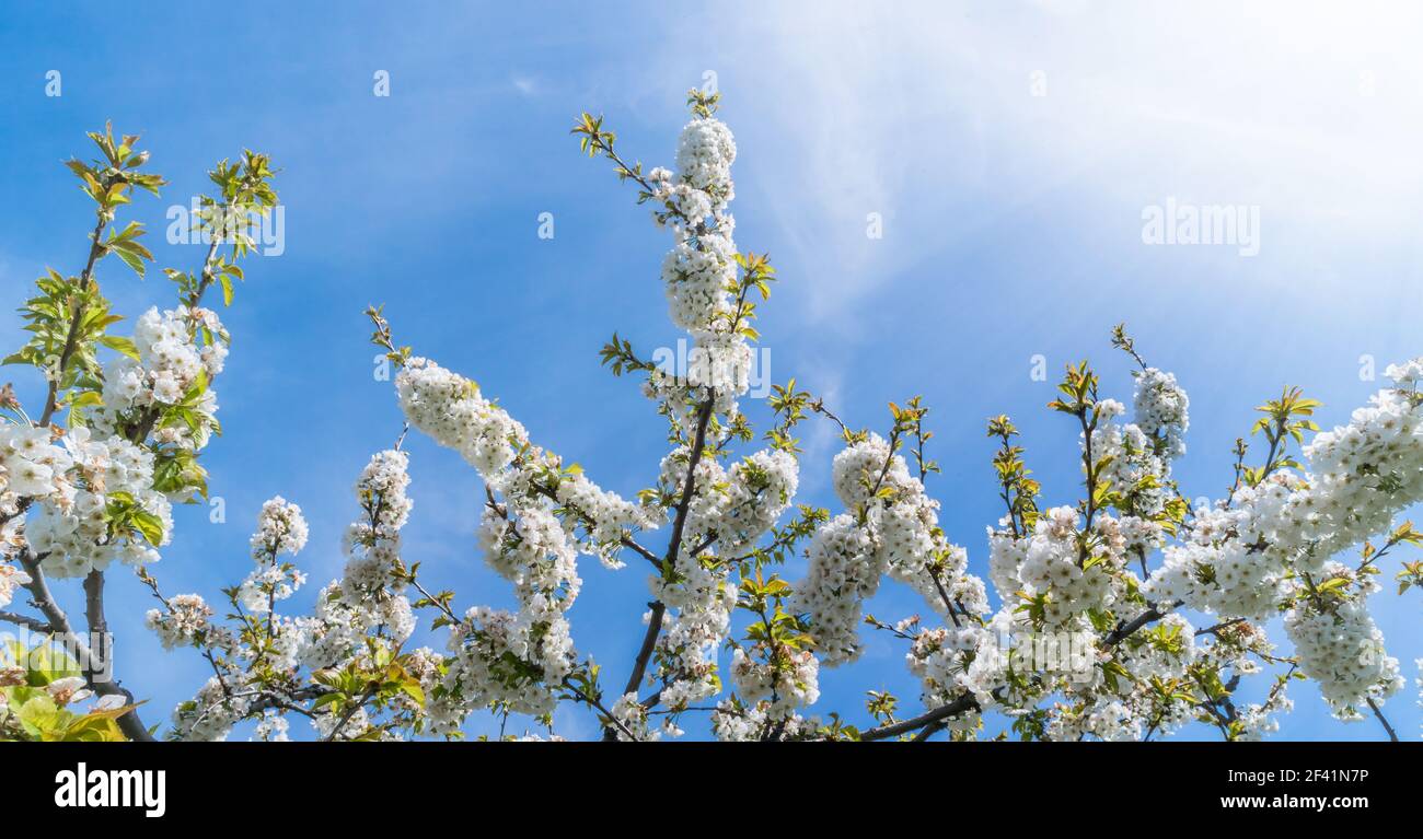 Branches de cerisier en fleur avec une mise au point douce sur fond bleu ciel en plein soleil avec espace de copie. Fleurs de nature printanière. Banque D'Images