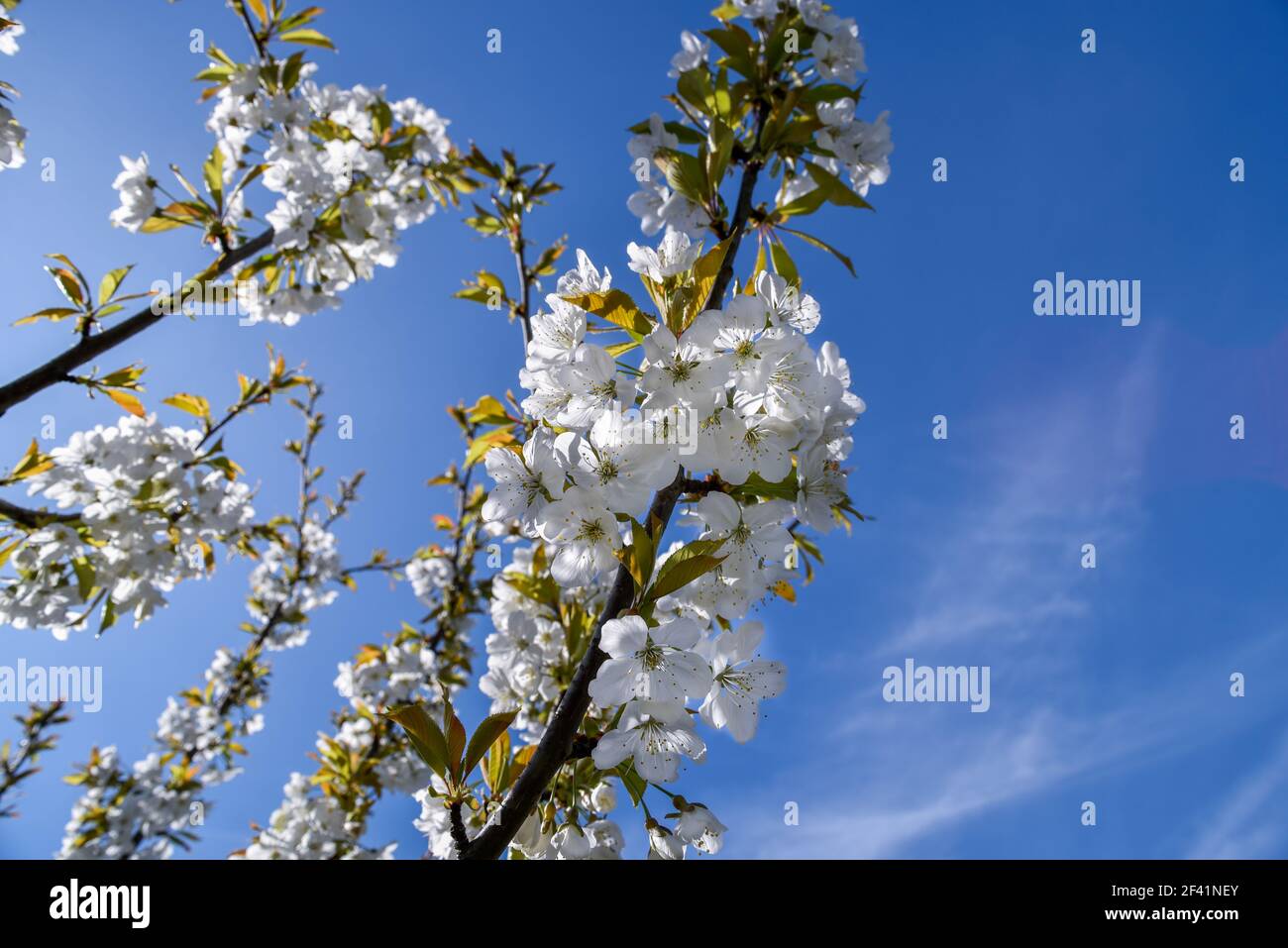 Branches de cerisier fleuri sur ciel bleu avec espace de copie. Fleurs de nature printanière. Banque D'Images