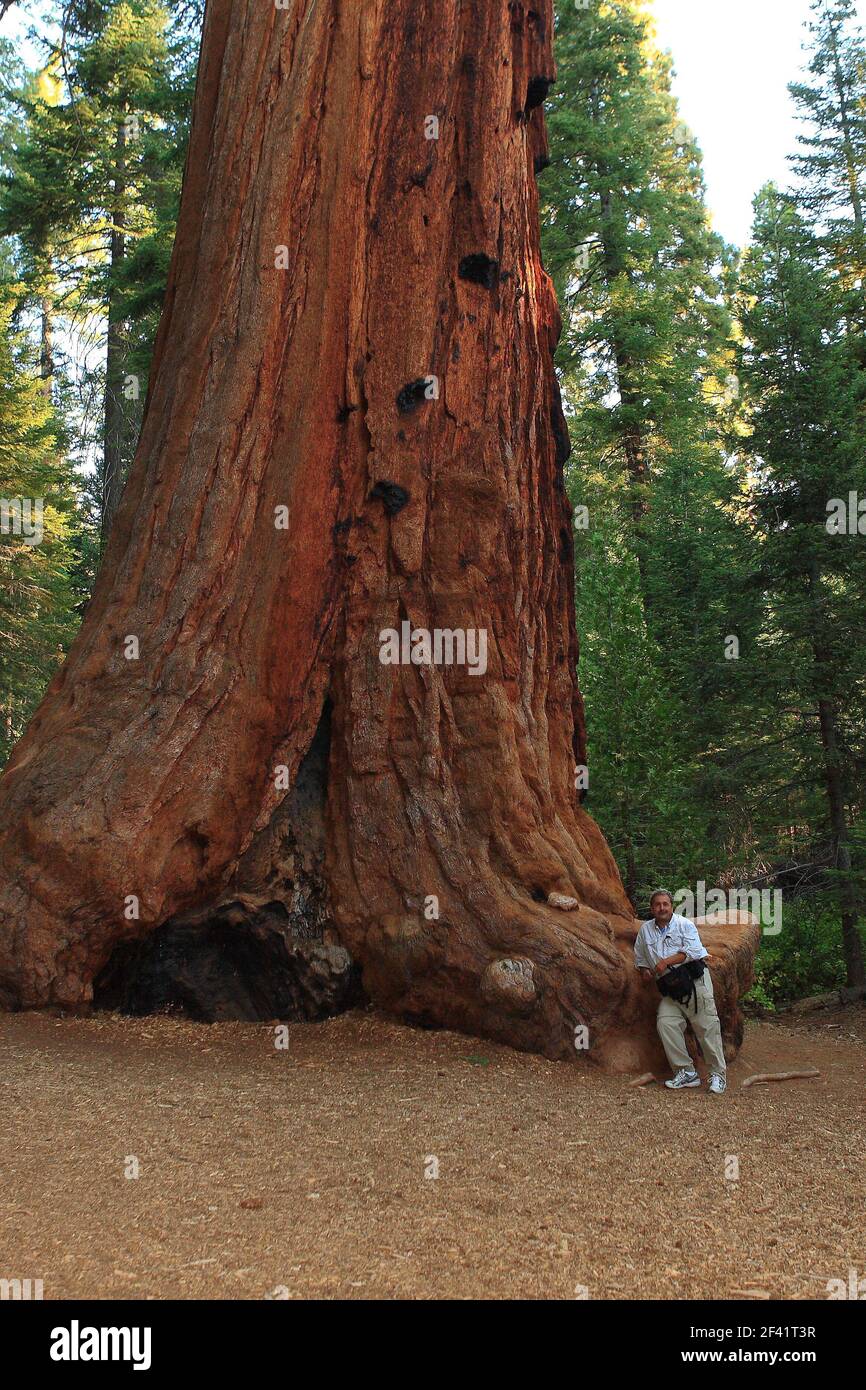 Tourisme debout près d'un séquoia géant Sequoia Trees Sequoiadendron giganteum en Californie, Etats-Unis Banque D'Images