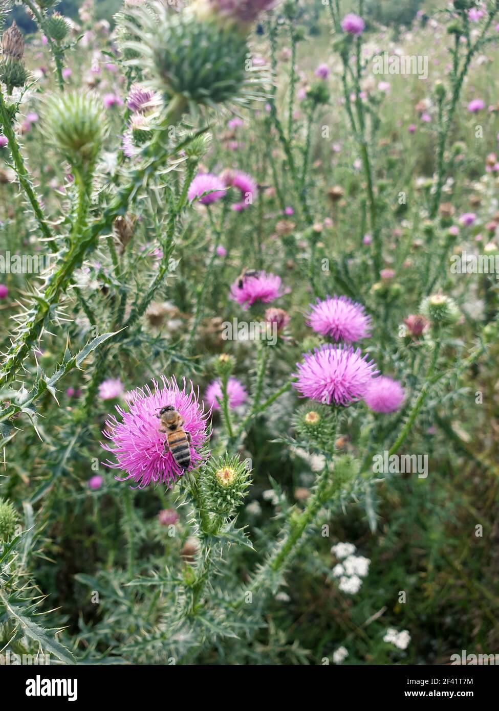 Abeilles sur les têtes de fleur en fleur de chardon de lait. Arrière-plan de la nature. Banque D'Images
