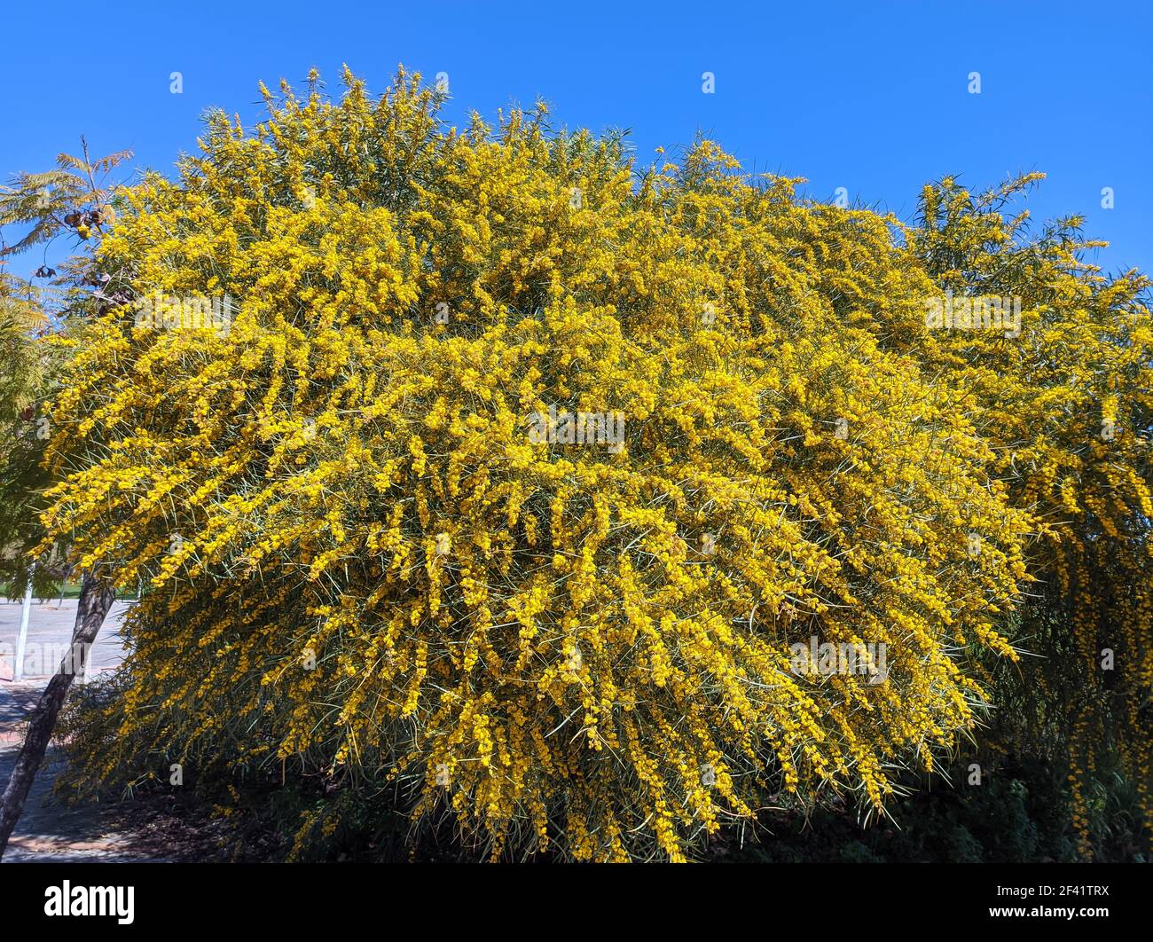 Acacia retinodes, l'Acacia argent, est une espèce arboricole vivace et cosmopolite. Il a des fleurs toute l'année. Certains noms communs sont acacia jaune Banque D'Images