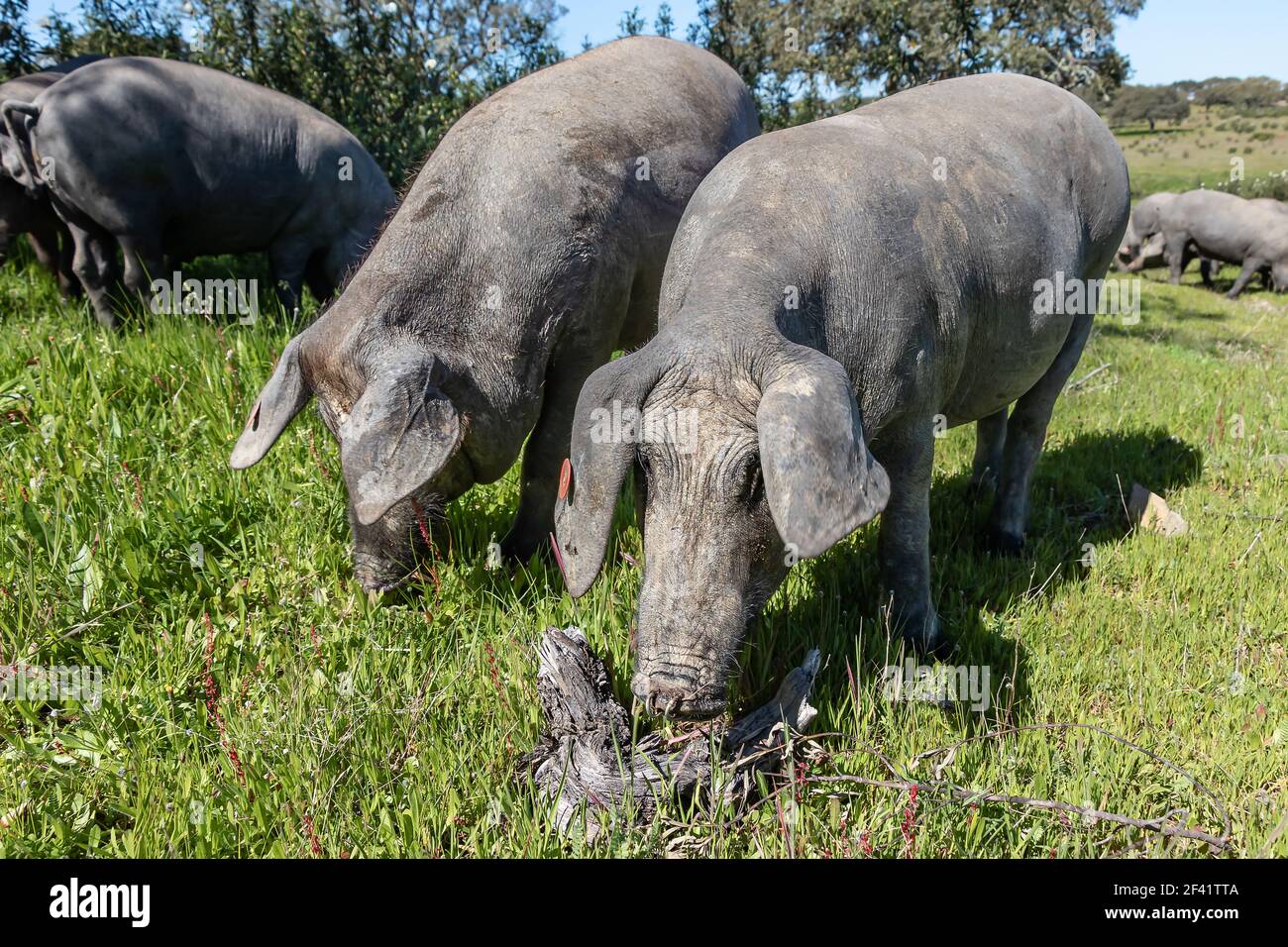 Porcs ibériques qui broutage dans la campagne de Huelva. Porcs dans le pâturage vert Andalousie, Espagne Banque D'Images