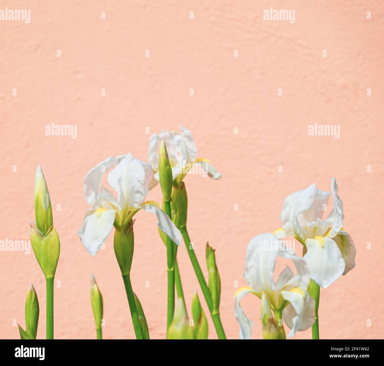 Fleurs d'iris blanc dans le jardin sur un rose pastel arrière-plan Banque D'Images