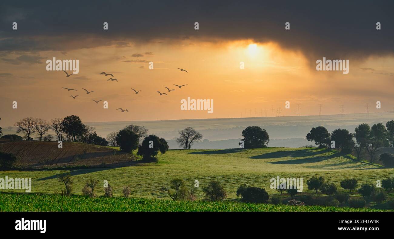 Paysage rural andalou avec des récoltes parmi les chênes verts dans un coucher de soleil avec ciel spectaculaire Banque D'Images
