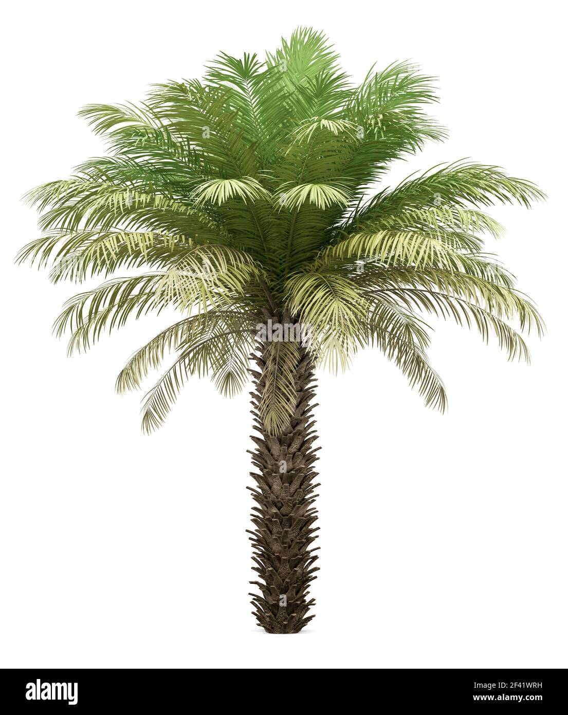 Date palm tree isolé sur fond blanc. 3d illustration Banque D'Images