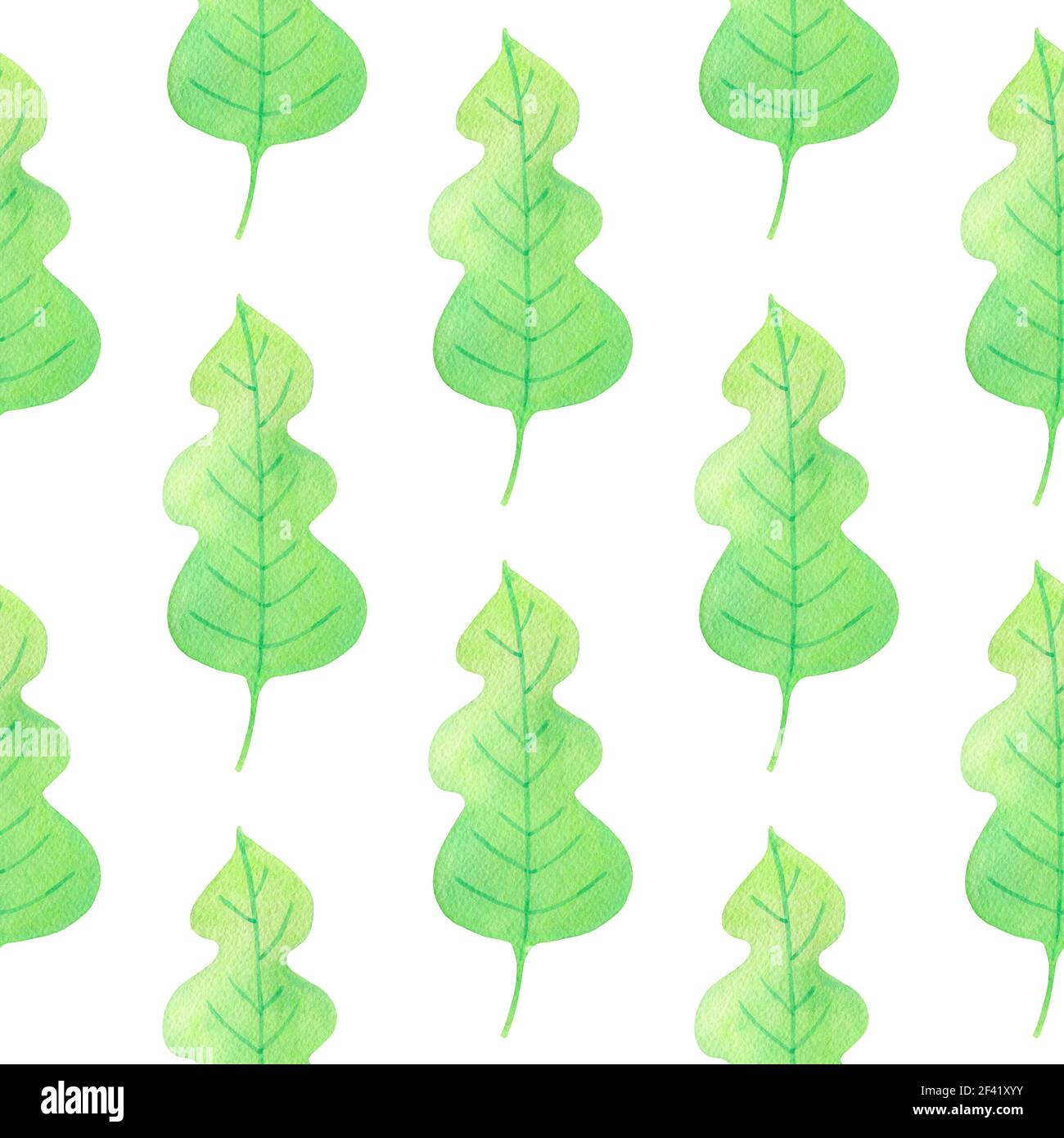 Motif transparent aquarelle avec feuilles de chêne vert sur fond blanc. Banque D'Images