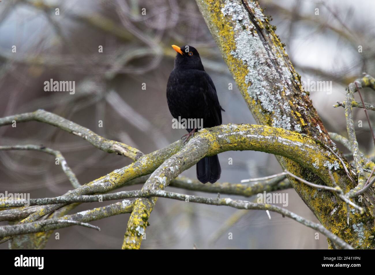 AMSEL (Turdus merula) Banque D'Images