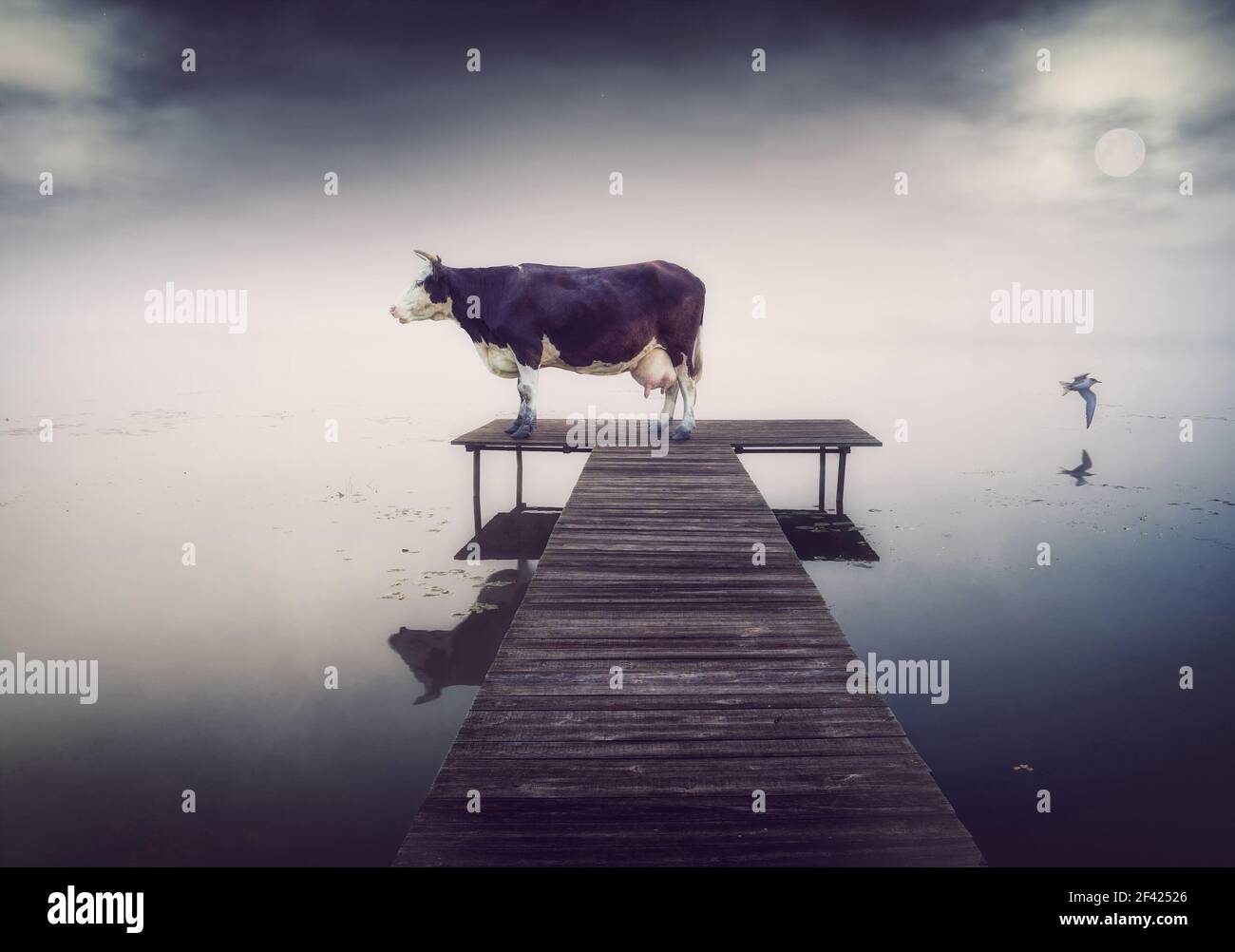 vache sur la jetée le soir. Mélange photo créatif Banque D'Images