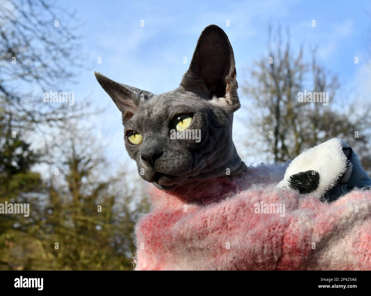 Chat Sphynx Banque D'Images