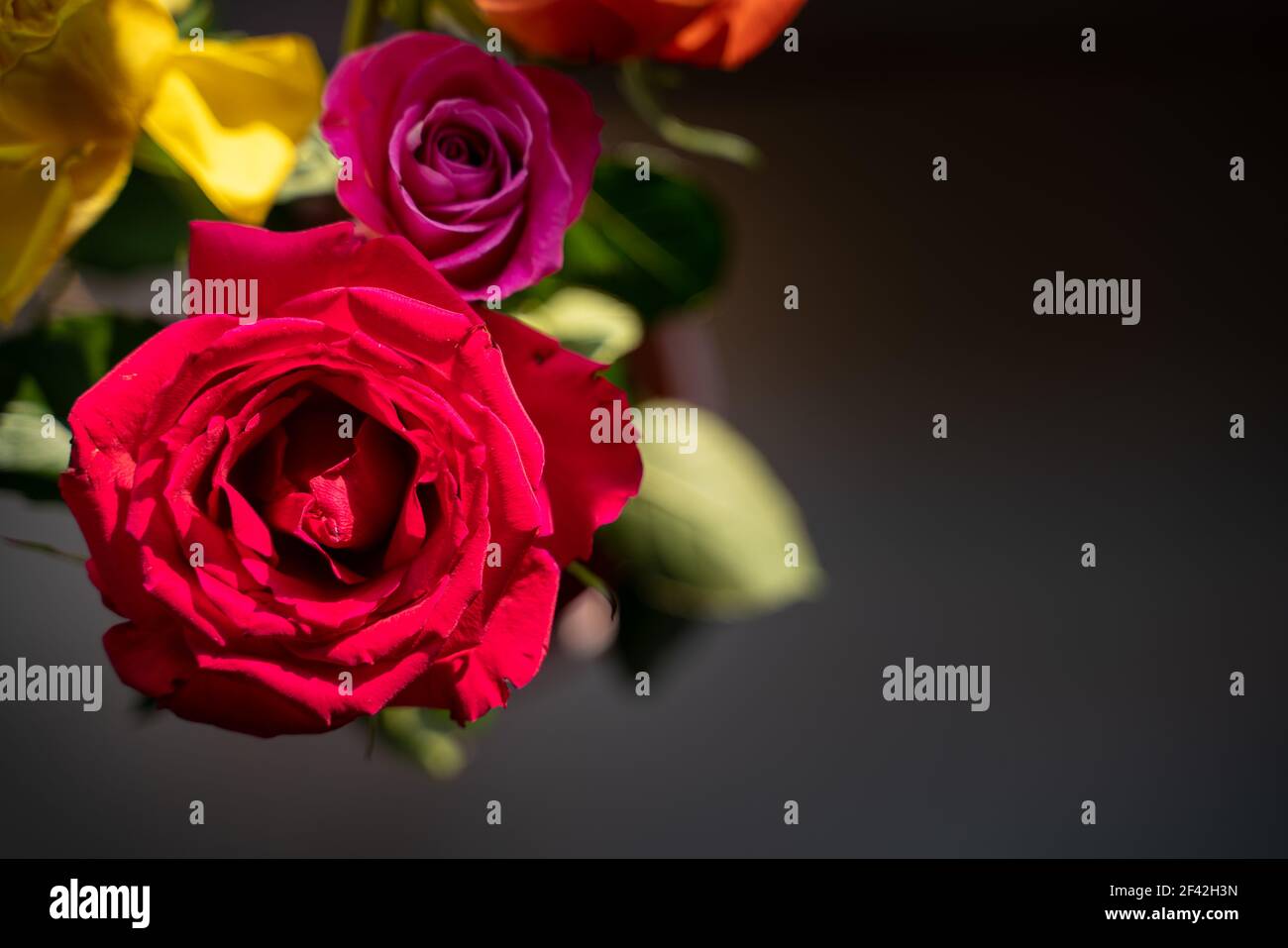 belles roses rouges, roses, jaunes et blanches colorées sur fond gris foncé pour offrir des condoléances ou des voeux romantiques. Abstrait et naturel Banque D'Images