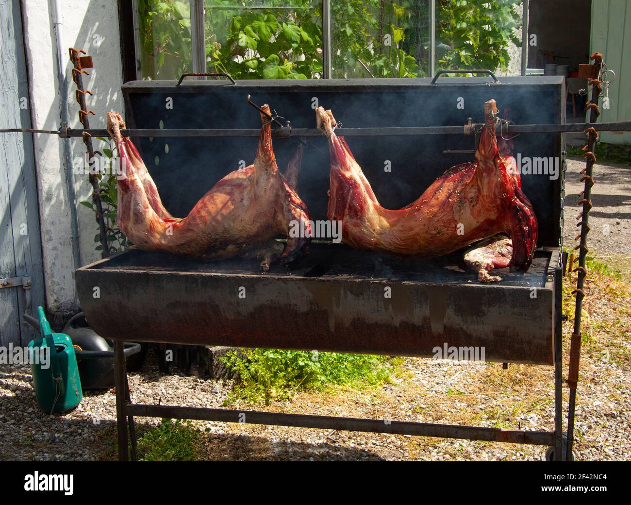 Deux cochons entiers rôtisent lentement sur un gril. Banque D'Images