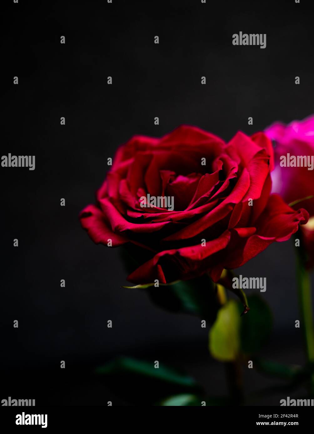 rose rouge magnifique et brillante sur un fond noir et triste ou romantique adapté à vos condoléances ou à vos voeux romantiques. Abstrait et naturel Banque D'Images