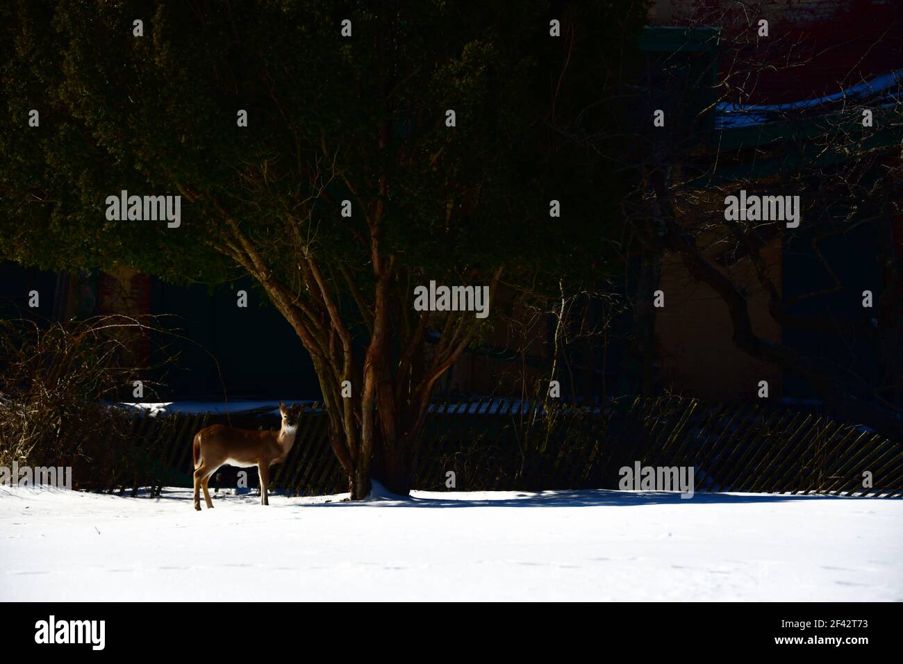 un cerf seul debout dans un champ enneigé devant de grands arbres sur un après-midi brillamment éclairé Banque D'Images