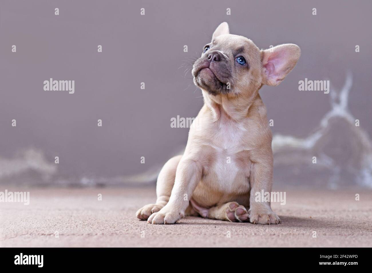 Petit lilas rêveux fauve chien Bulldog français de couleur chiot avec yeux  bleus devant le mur gris Photo Stock - Alamy