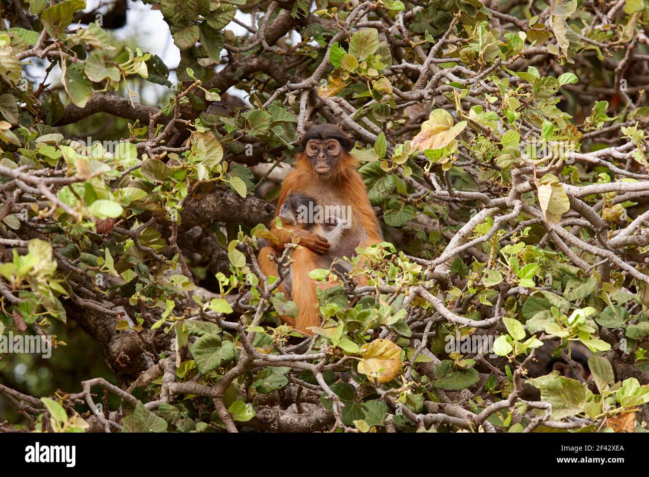 Colobus rouge occidental Piliocolobus Badius avec un bébé près du fleuve Gambie en Gambie, Afrique Banque D'Images