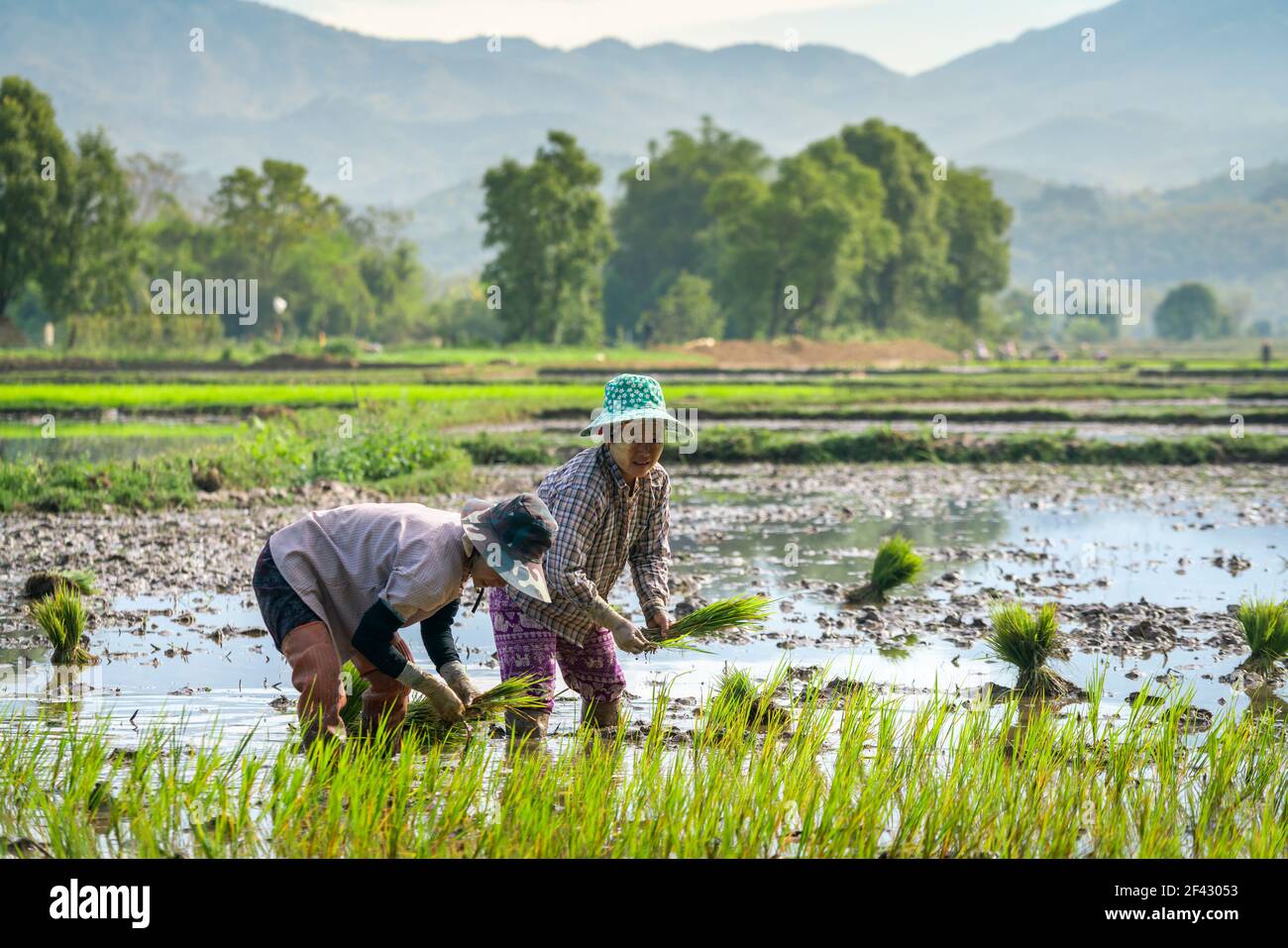 Deux agricultrices travaillant sur un champ de riz près de Kengtung, au Myanmar Banque D'Images