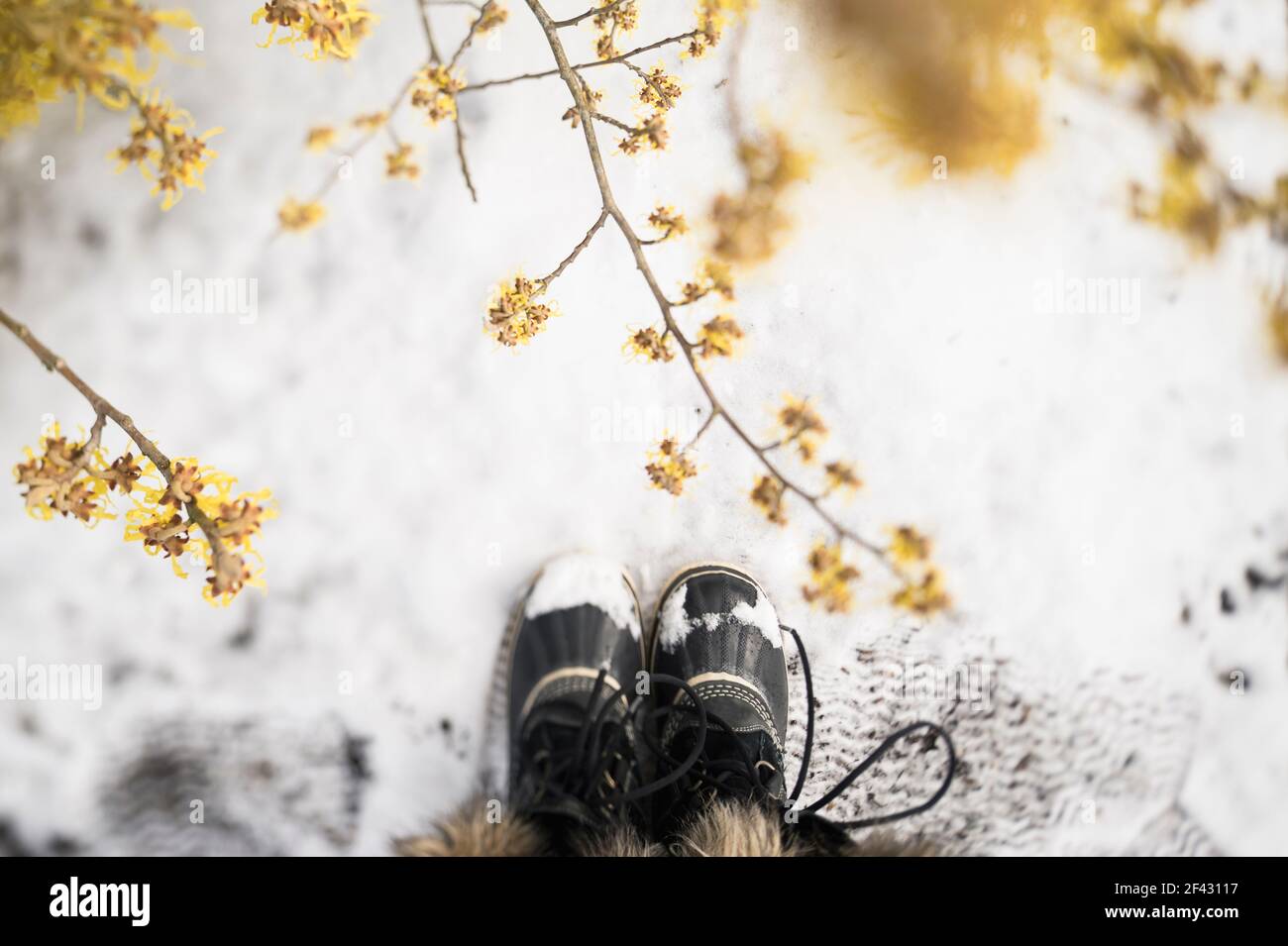 Vue en hauteur des bottes de neige sur un sol enneigé avec jaune Fleurs Banque D'Images
