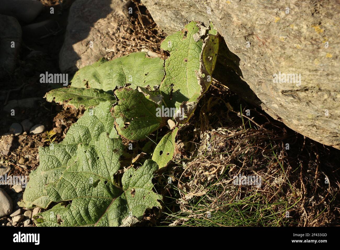 Végétation accrochée à la falaise de la vallée de Heddon en dessous Le soleil d'automne Banque D'Images