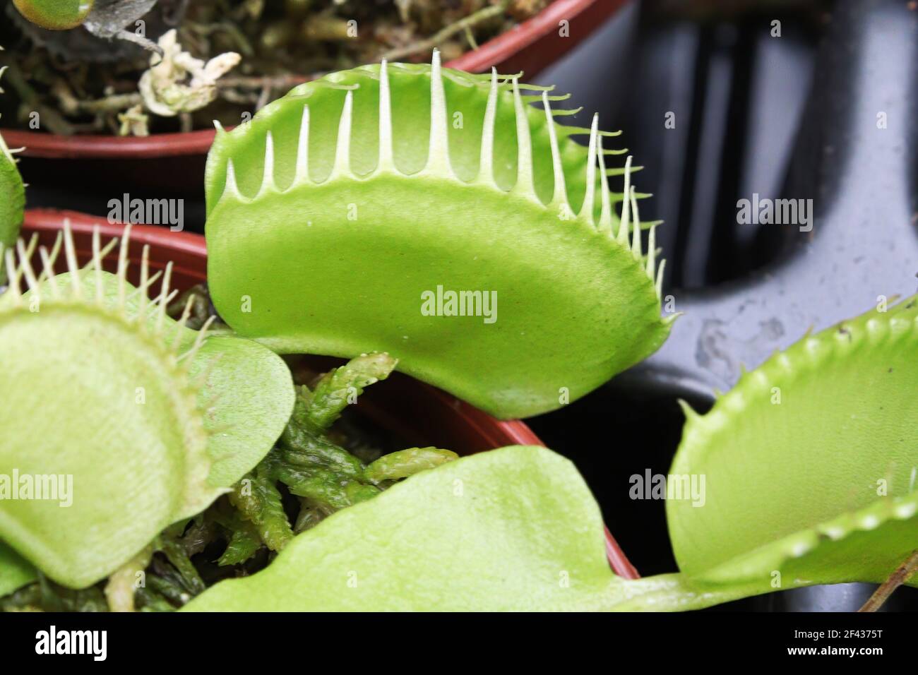 gros plan des plantes en pot de vénus piège à mouches. Banque D'Images