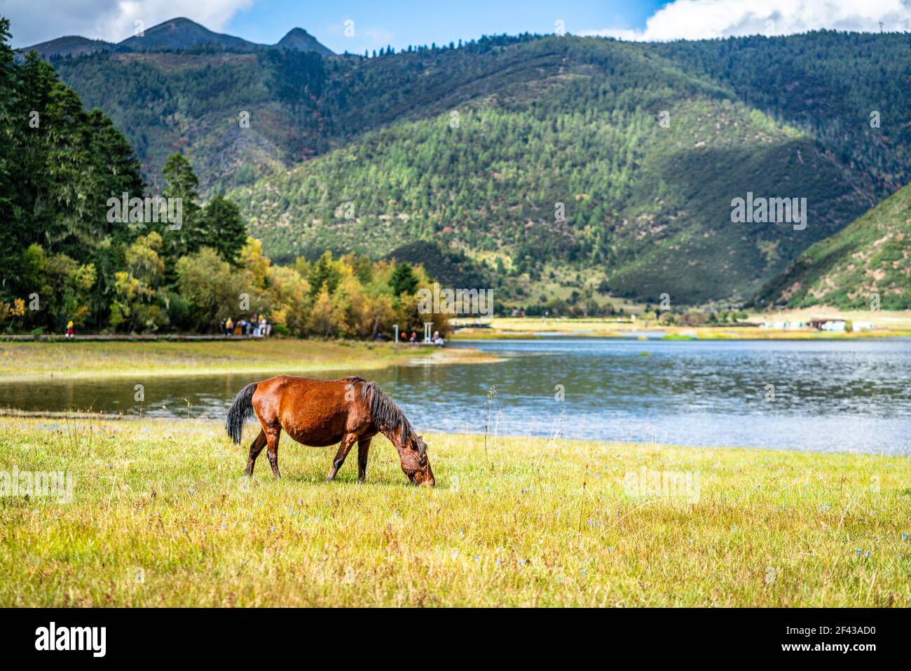 Des chevaux sauvages se broutent sur les rives du lac Shudu Parc national de Potatso à Shangri-la Yunnan en Chine Banque D'Images