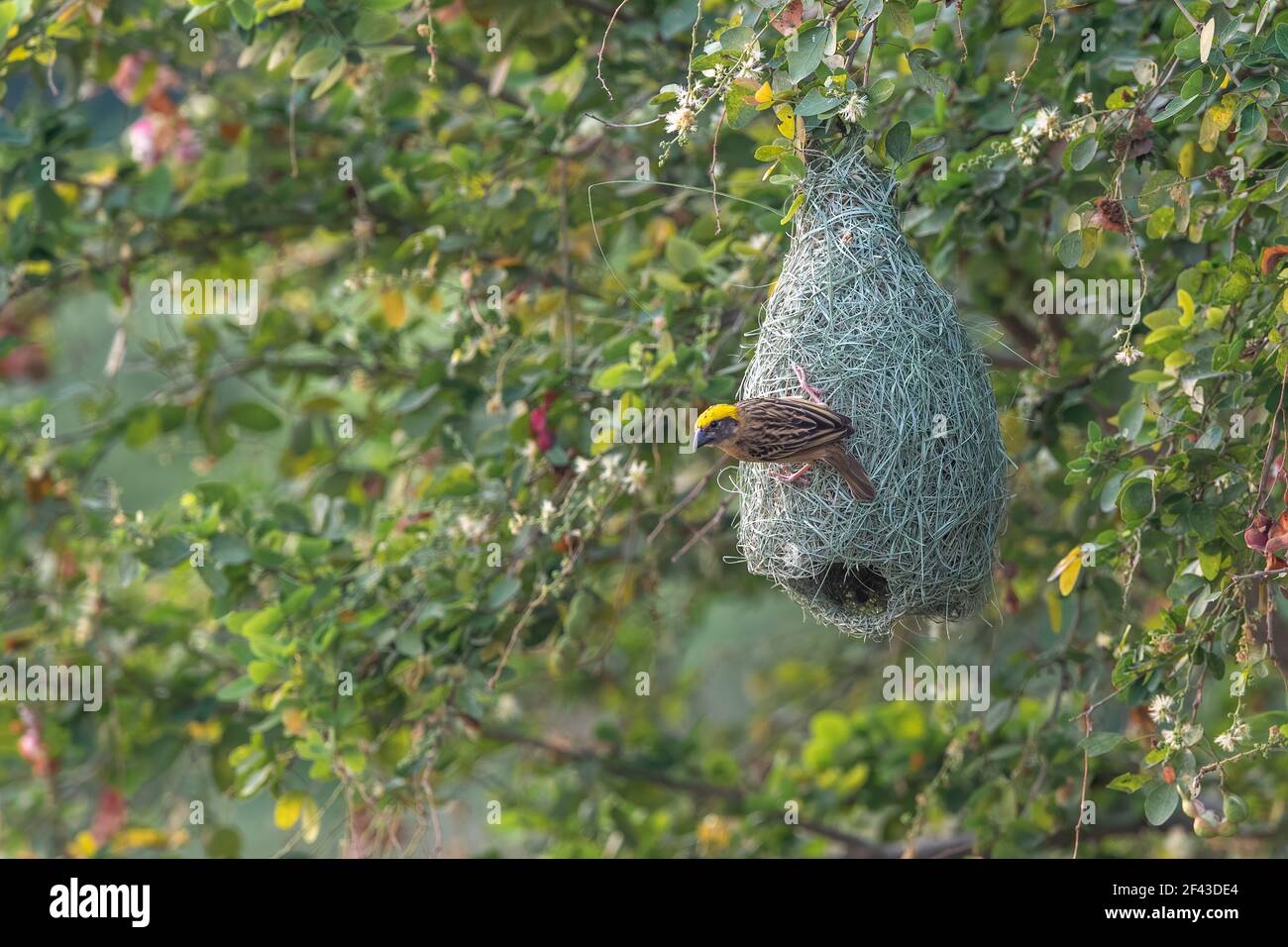 La baya weaver (Ploceus philippinus) est un weaverbird trouvés dans tout le sous-continent indien et en Asie du sud-est. Banque D'Images