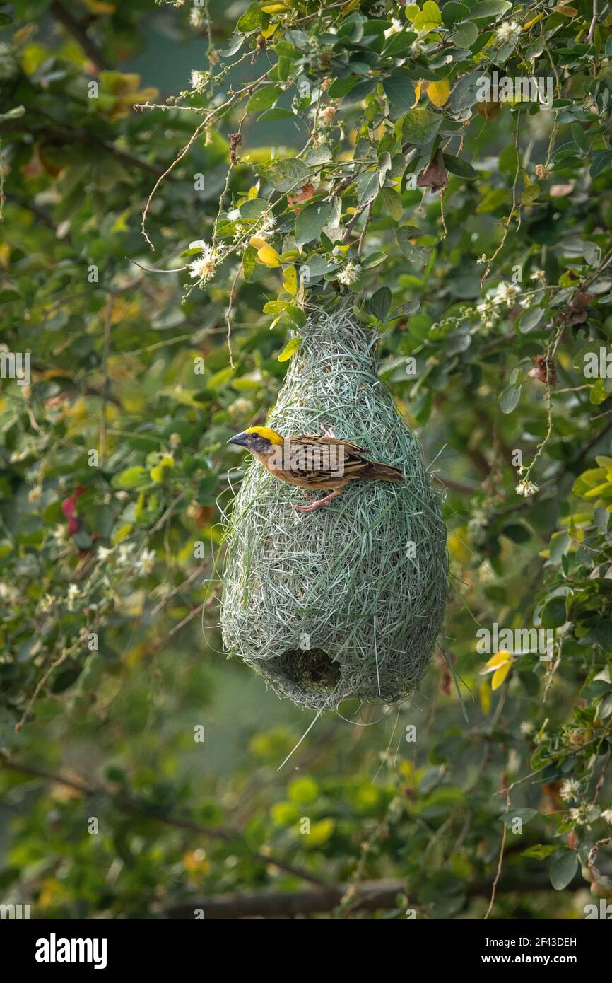 La baya weaver (Ploceus philippinus) est un weaverbird trouvés dans tout le sous-continent indien et en Asie du sud-est. Banque D'Images