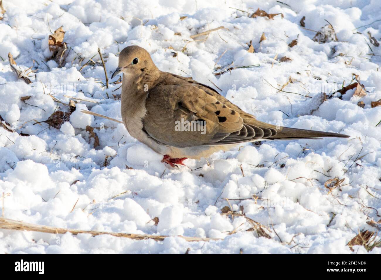 Une Colombe En Deuil Sur Le Sol Dans La Neige Photo Stock Alamy