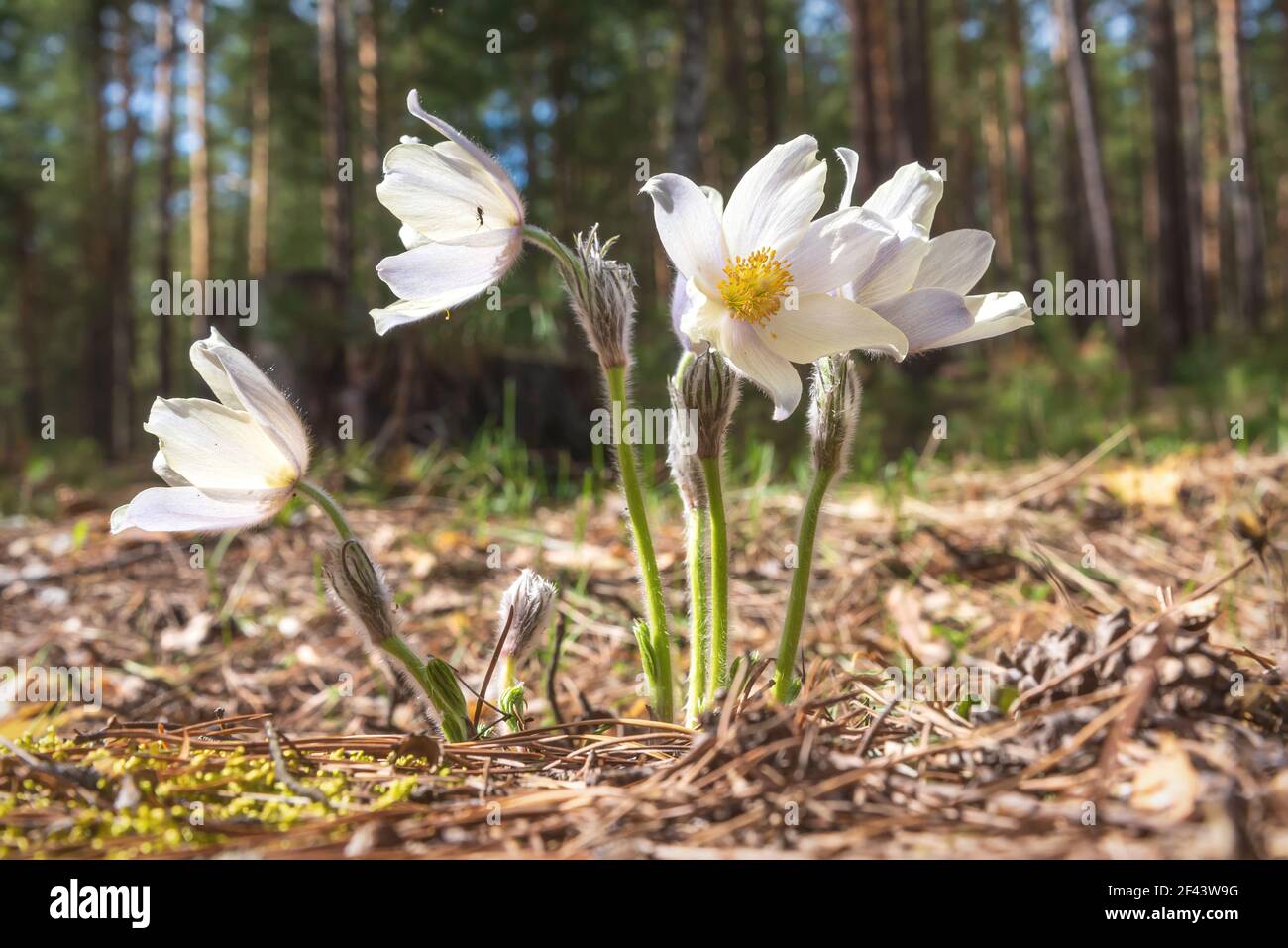 Pré de printemps dans la forêt avec de belles fleurs sauvages blanches pasque-fleur (pulsatilla patens) gros plan en plein soleil Banque D'Images