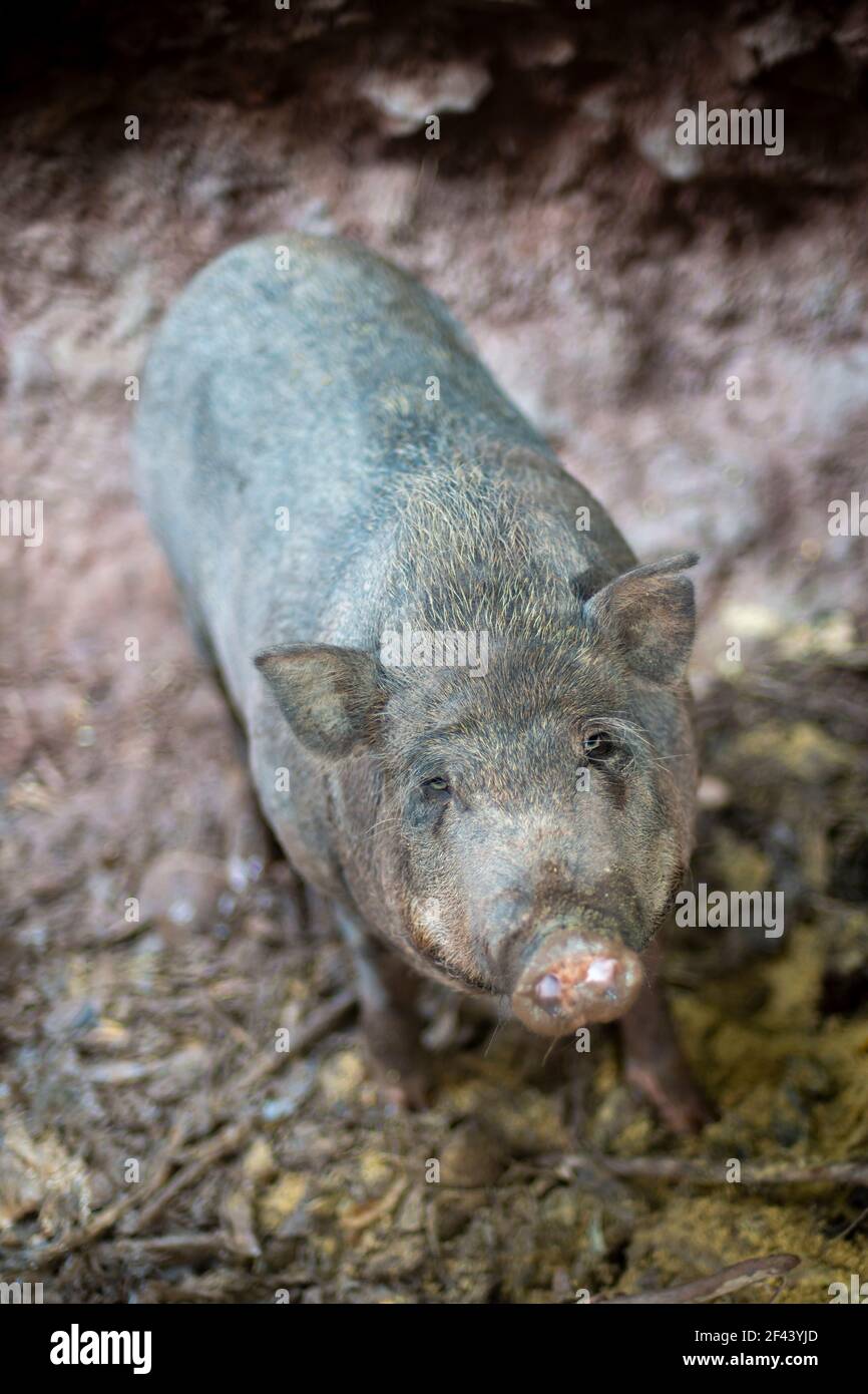 Sanglier , également connu sous le nom de porc sauvage, porc sauvage eurasien, ou simplement porc sauvage Banque D'Images
