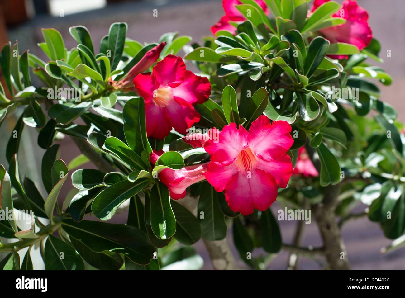 Fleurs d'azalée rouge belles fleurs tropicales Banque D'Images