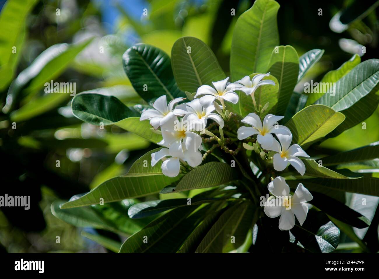 Fleurs frangipani blanches sur l'arbre. Fleurs frangipani fleur nationale du Laos Banque D'Images