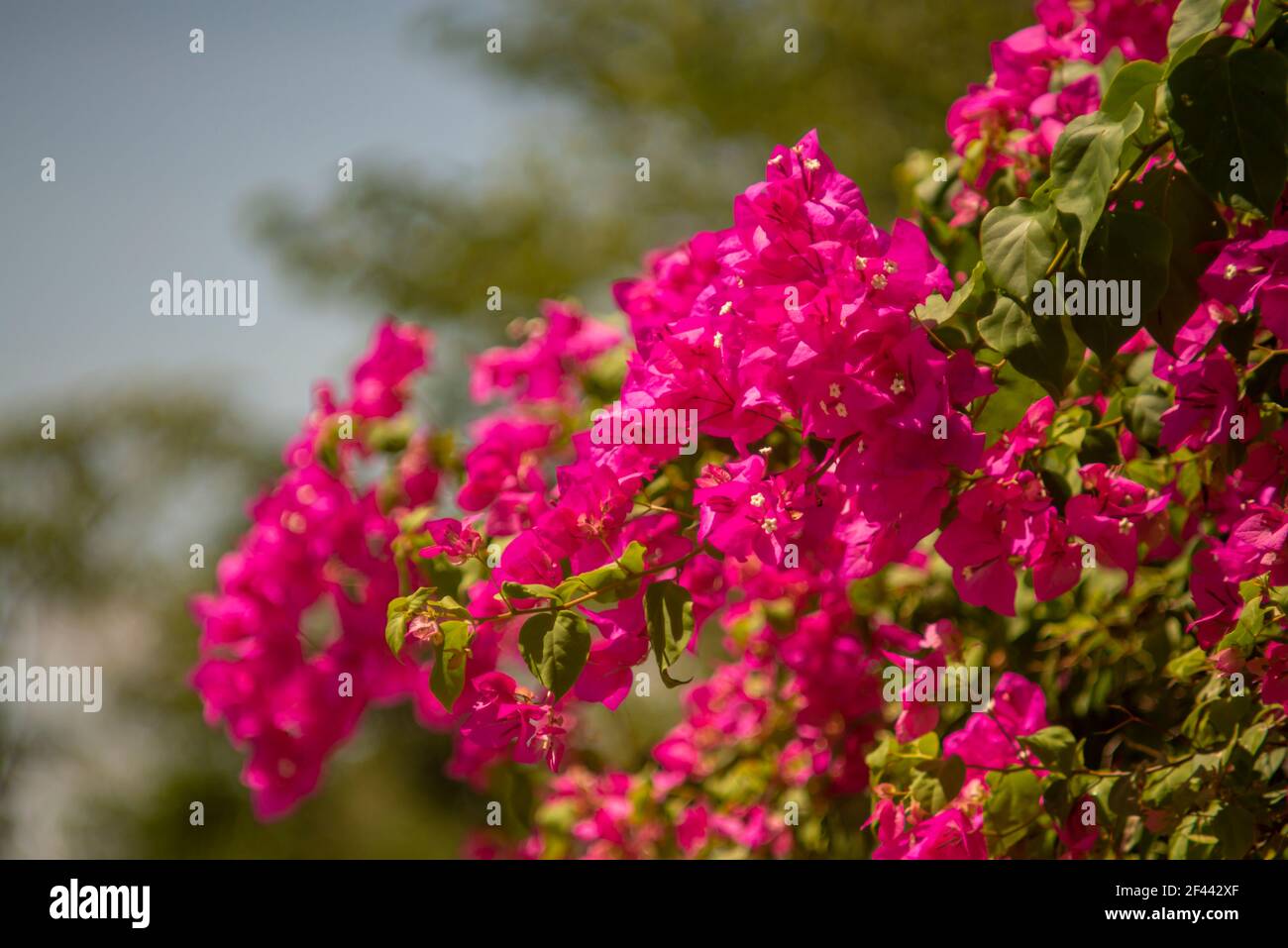 Bougainvilliers de fleurs roses dans un parc de jardin. Banque D'Images