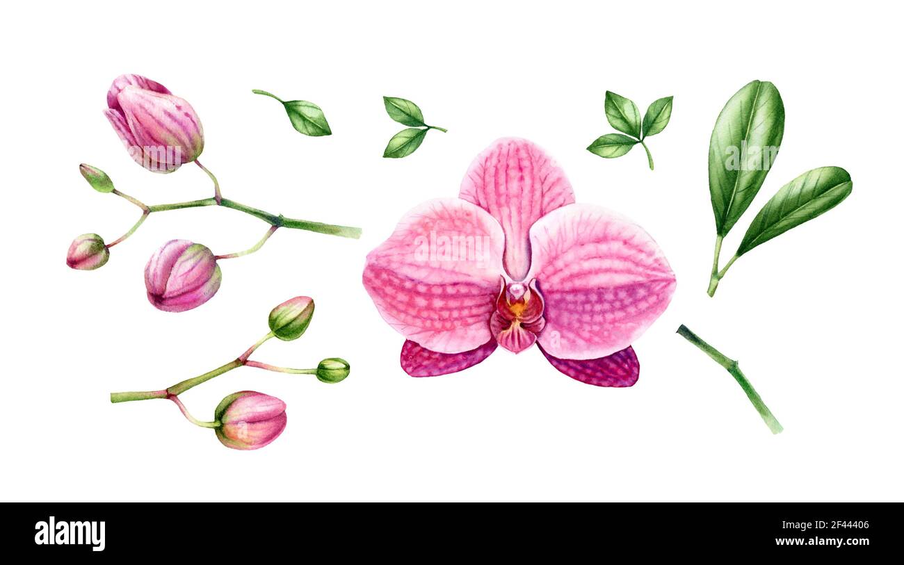 Ensemble de plantes d'orchidée aquarelle. Grandes fleurs roses, bourgeons, tiges, feuilles. Créez votre branche personnalisée. Collection tropicale fleurie peinte à la main. Botanique Banque D'Images