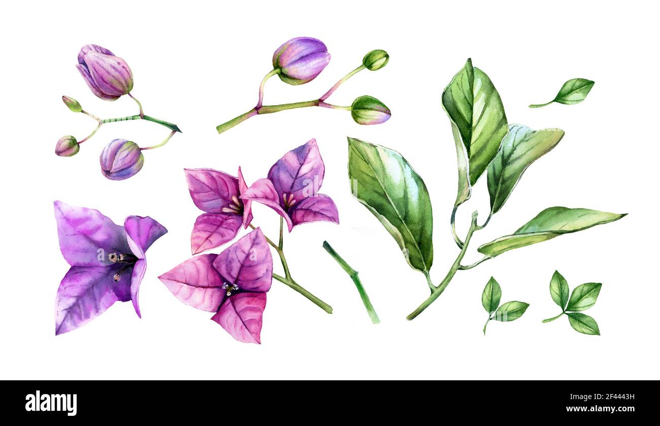Ensemble d'éléments à motif aquarelle et fleurs. Fleurs de bougainvilliers roses, branche d'arbre, feuilles vibrantes. Collection tropicale fleurie peinte à la main. Botanique Banque D'Images