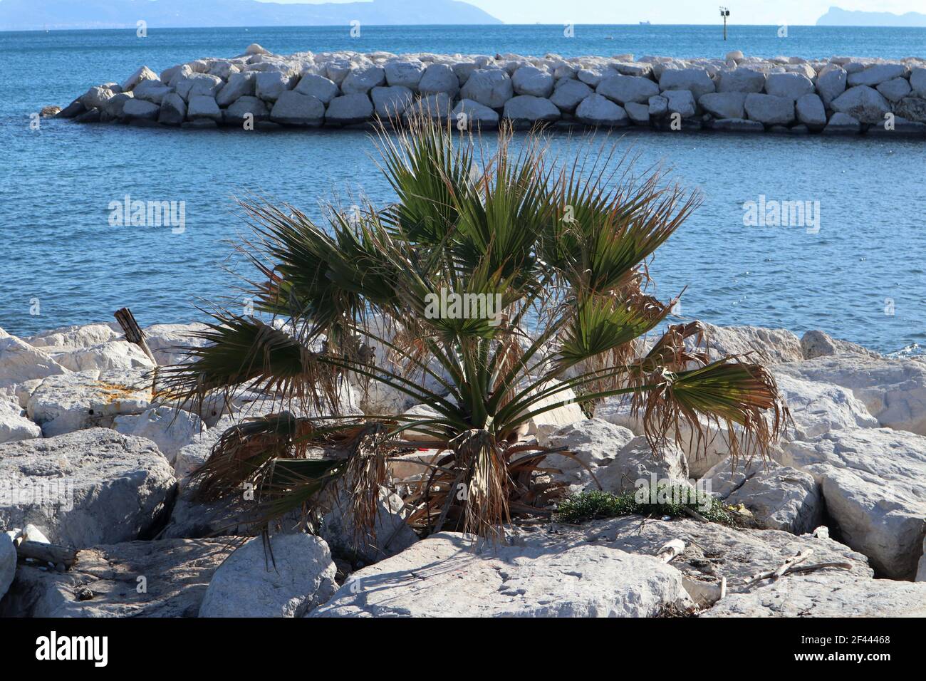 Napoli – Palma tra gli scogli del lungomare Caracciolo Banque D'Images