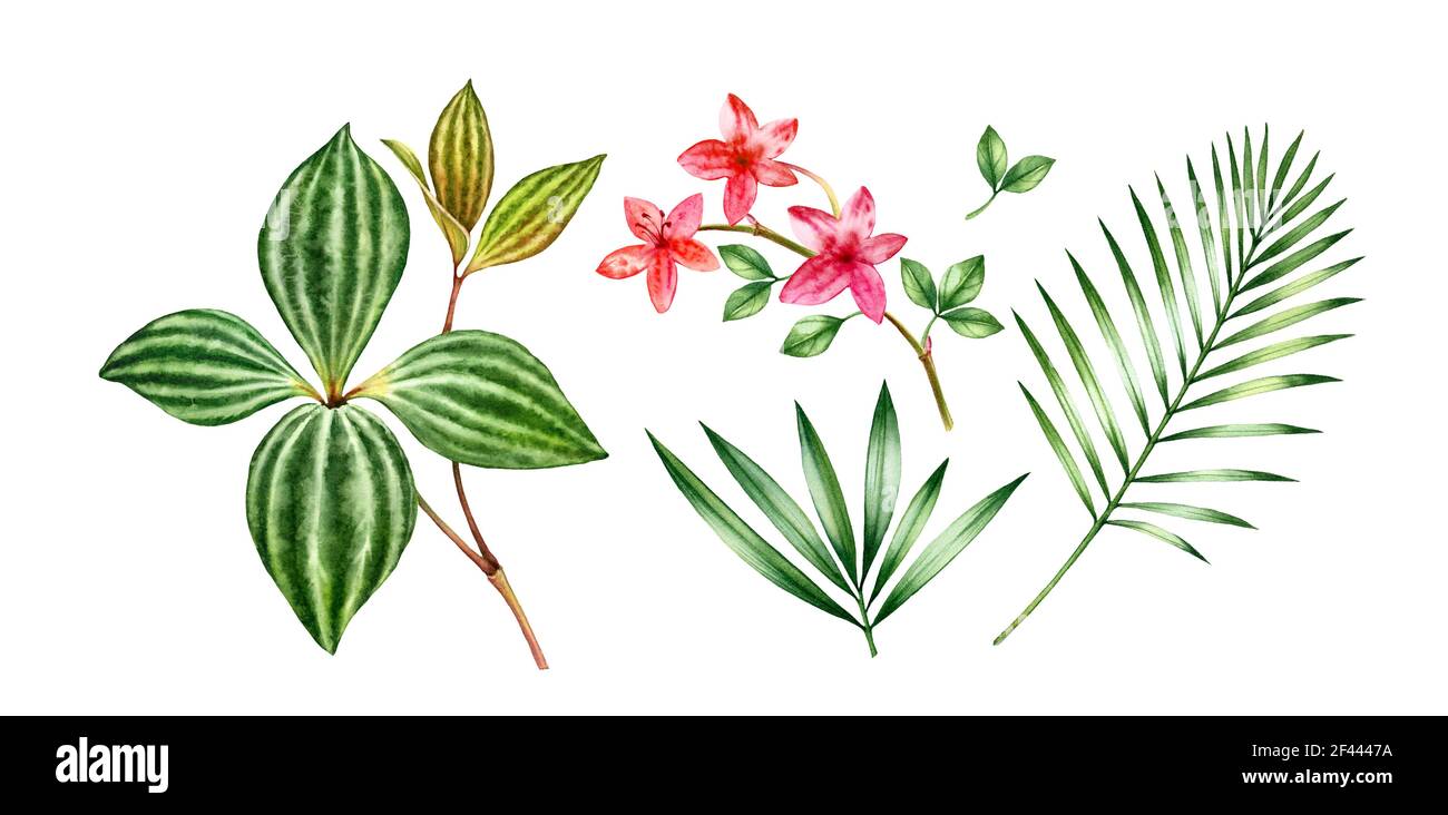 Ensemble de plantes tropicales aquarelles. Petites fleurs d'orchidées roses, feuilles de palmier. Grandes feuilles vertes à rayures. Collection exotique de fleurs peintes à la main Banque D'Images