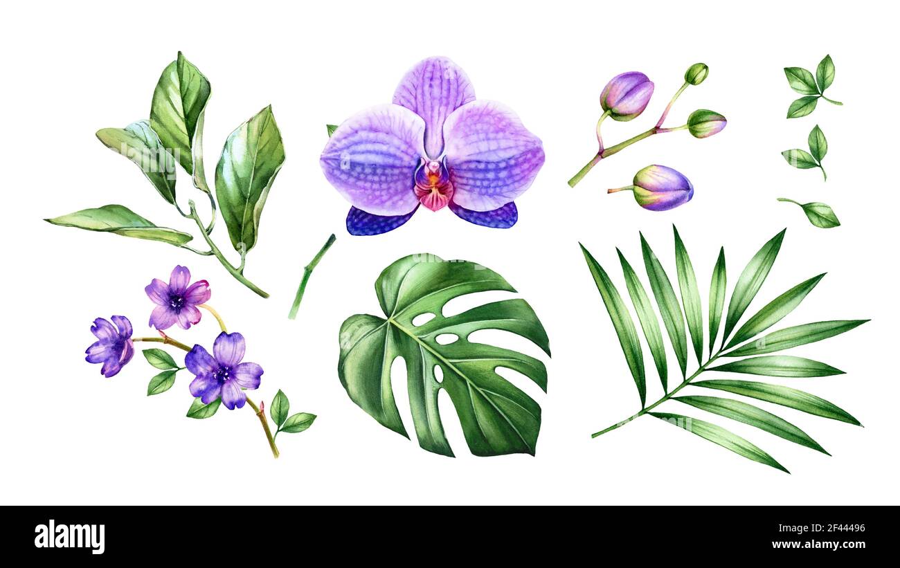 Ensemble de plantes d'orchidée aquarelle. Grandes fleurs violettes, palmier, feuilles de monstère. Collection tropicale fleurie peinte à la main. Illustrations botaniques exotiques Banque D'Images