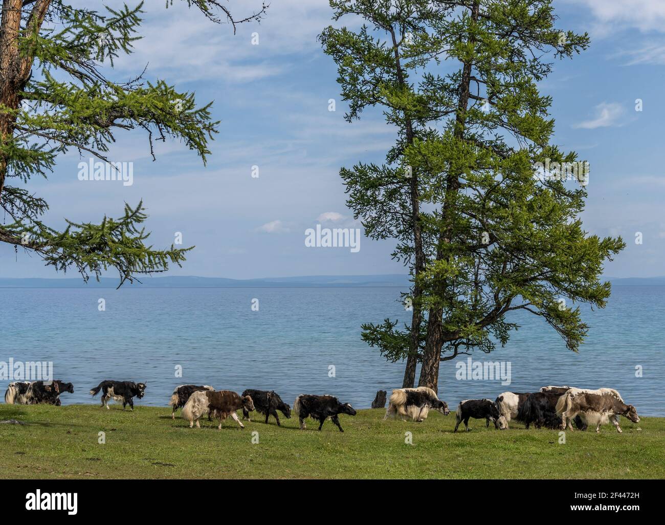 Walkingn yaks à Hövsgöl Nuur, lac, avec des arbres le jour de l'été, Mongolie. Banque D'Images