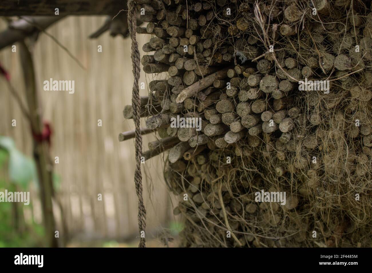 Les bâtons de jute séchés sont empilés. Au Bangladesh, le jute est appelé fibre dorée. Le papier de haute qualité est fabriqué avec des bâtons de jute. Banque D'Images