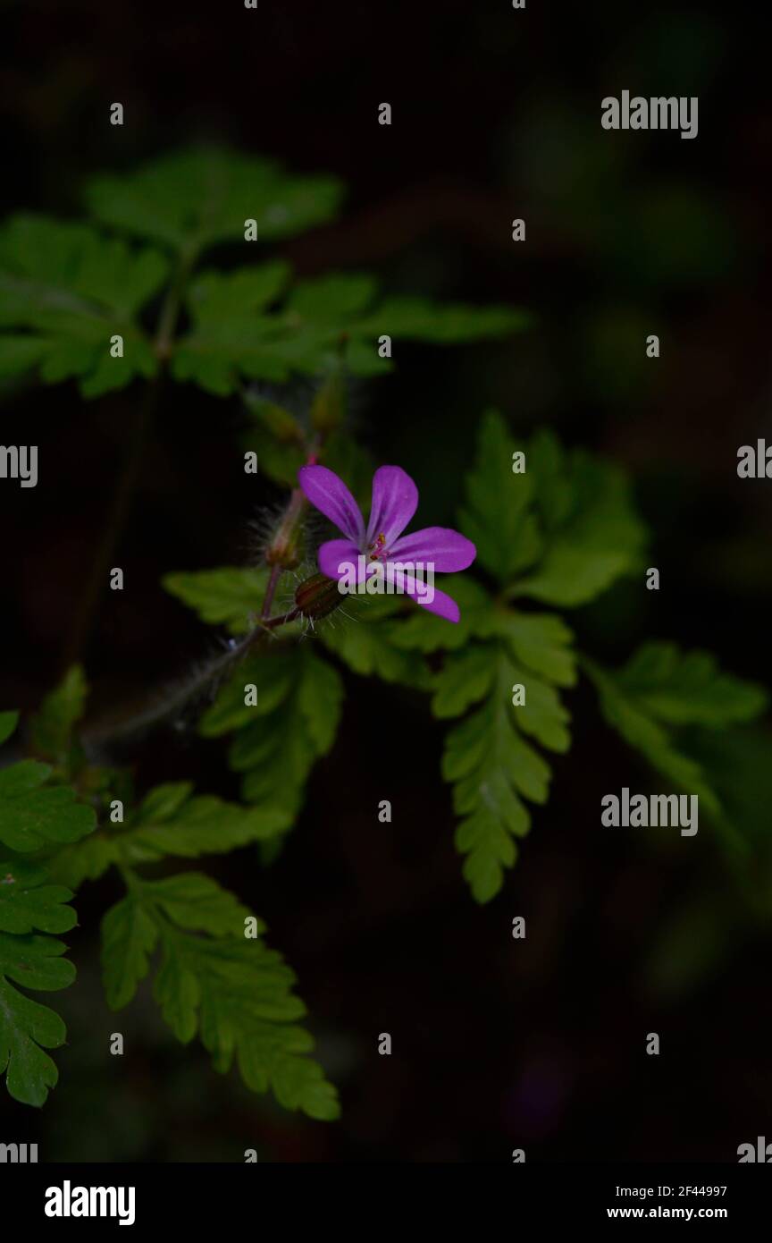 La petite fleur, Geranium robertianum, communément connue sous le nom de Herb-Robert, Red Robin, Fox géranium ou Roberts Geranium, est une espèce commune de cranesbill. Banque D'Images