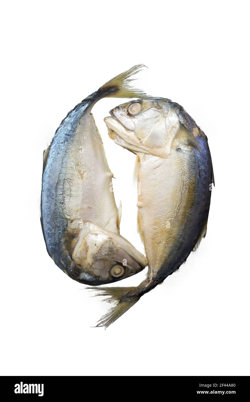Maquereau en continu , poisson de maquereau isolé sur fond blanc. Banque D'Images
