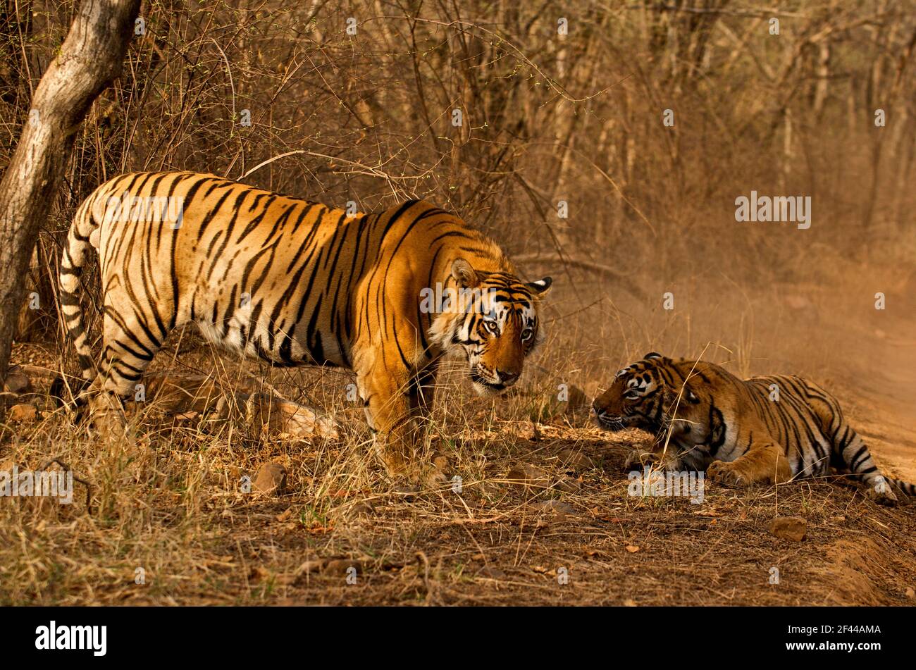 Deux tigres du Bengale royal, une femme après le combat, parc national de Ranthambore, réserve naturelle, Ranthambhore, Sawai Madhopur, Rajasthan, Inde, Asie Banque D'Images